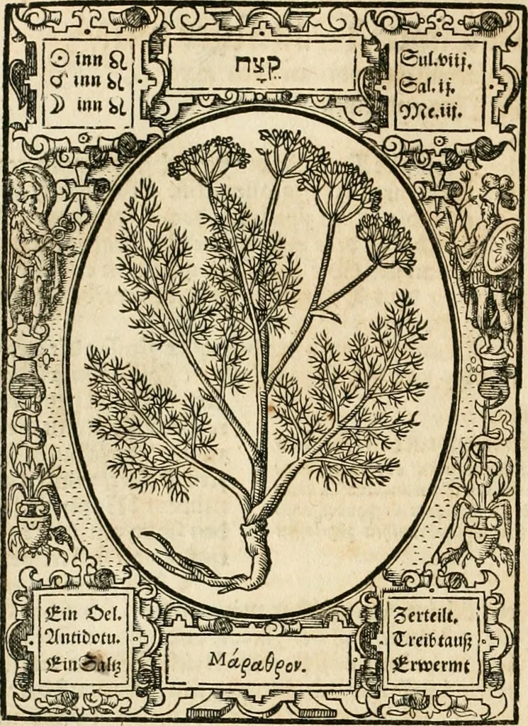 An illustration from Historia vnnd Beschreibung influentischer, elementischer vnd natürlicher Wirckungen, aller fremden vnnd heimischen Erdgewechssen ..., 1578, leaf 89