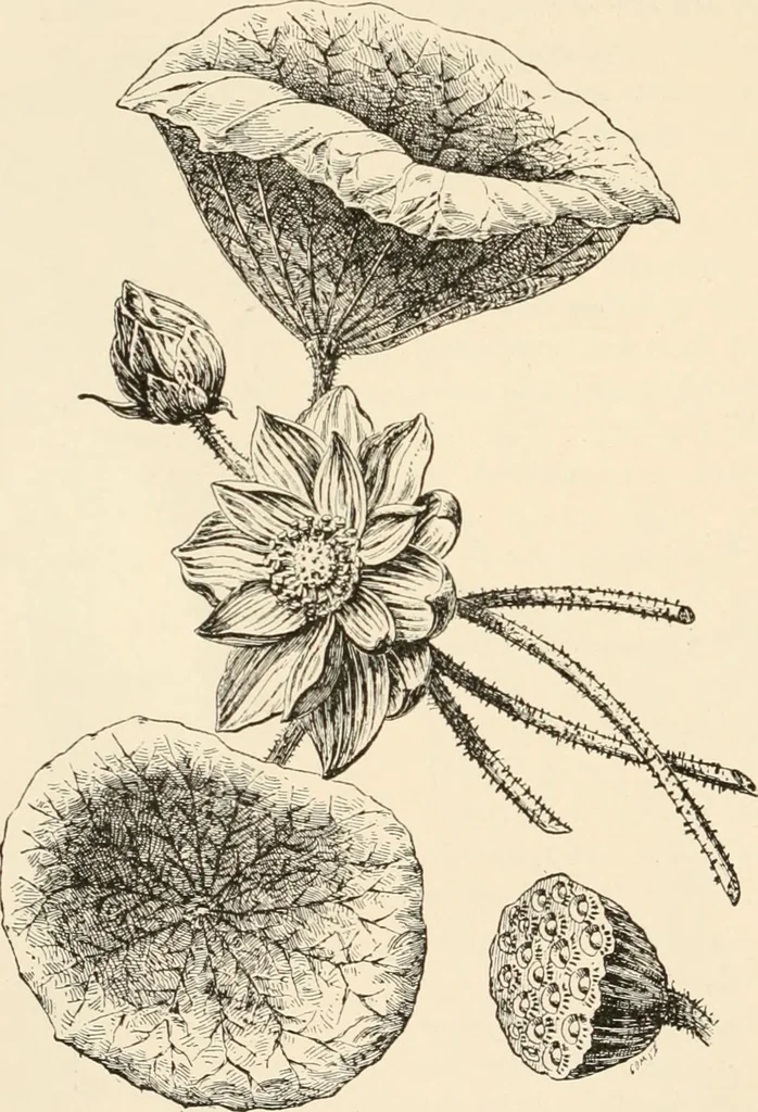 An illustration from Historic ornament : treatise on decorative art and architectural ornament, 1909, leaf 111