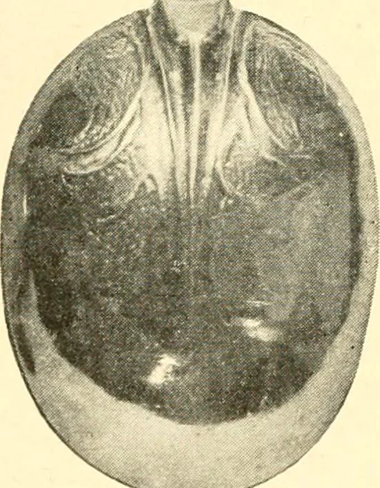 An illustration from Historic silver of the Colonies and its makers, 1917, leaf 295