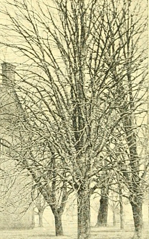 An illustration from Historic Virginia homes and churches, 1915, leaf 517