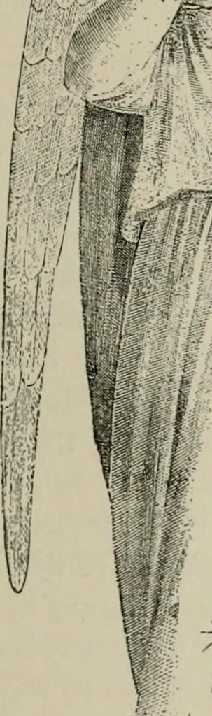 An illustration from An outline history of painting for beginners and students, with complete indexes and numerous full-page illustrations, 1902, leaf 90