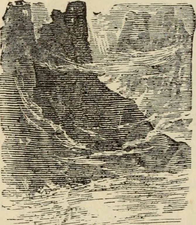 An illustration from A history of advertising from the earliest times : illustrated by anecdotes, curious specimens and biographical notes, 1874, leaf 691