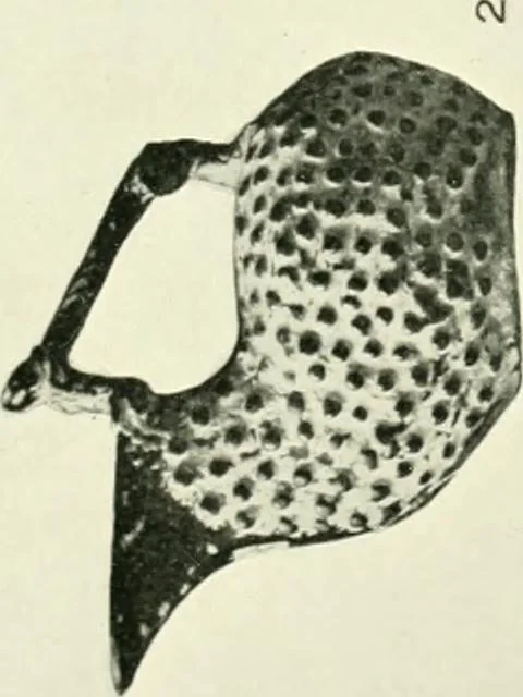 An illustration from History of ancient pottery, Greek, Etruscan, and Roman, 1905, leaf 186