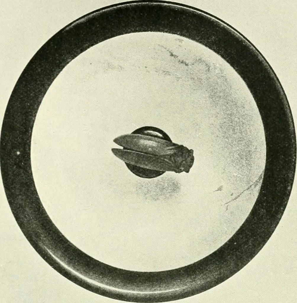 An illustration from History of ancient pottery, Greek, Etruscan, and Roman, 1905, leaf 562