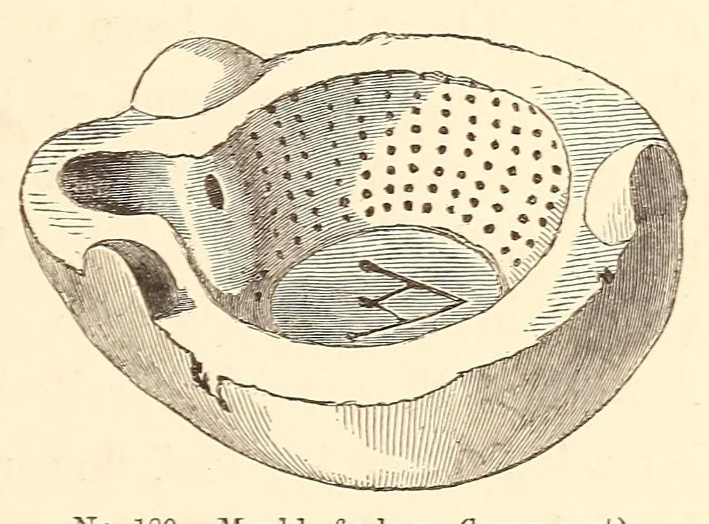 An illustration from History of ancient pottery, 1858, leaf 323