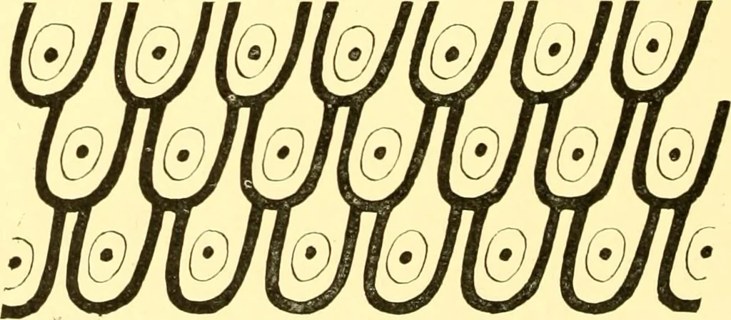An illustration from History of ancient pottery, Greek, Etruscan, and Roman, 1905, leaf 251