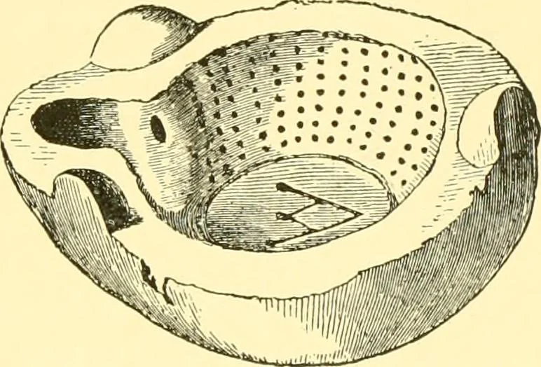 An illustration from History of ancient pottery, Greek, Etruscan, and Roman, 1905, leaf 454
