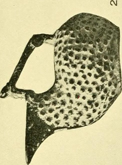 An illustration from History of ancient pottery: Greek, Etruscan, and Roman, 1905, leaf 188