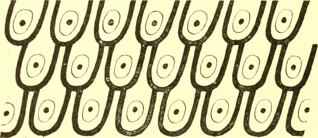 An illustration from History of ancient pottery: Greek, Etruscan, and Roman, 1905, leaf 251