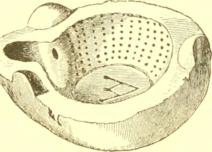An illustration from History of ancient pottery: Greek, Etruscan, and Roman, 1905, leaf 454