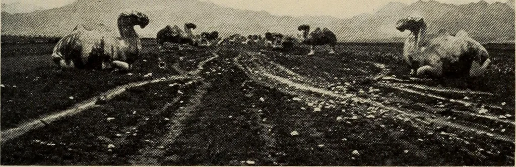 An illustration from History of art, 1921, leaf 78