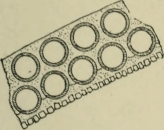 An illustration from A history of architecture in Italy from the time of Constantine to the dawn of the renaissance, 1901, leaf 100