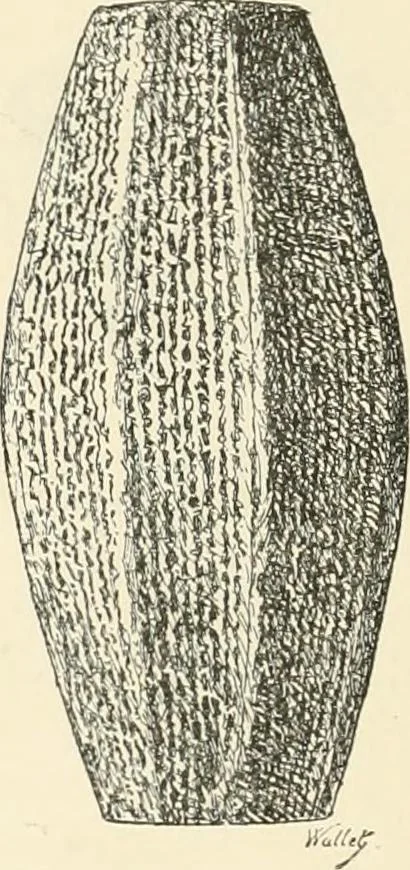 An illustration from A history of art in Chaldæa & Assyria, 1884, leaf 343