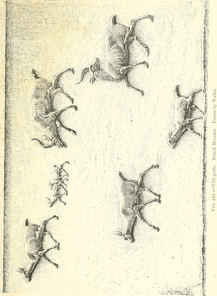 An illustration from A history of art in Chaldæa & Assyria, 1884, leaf 272