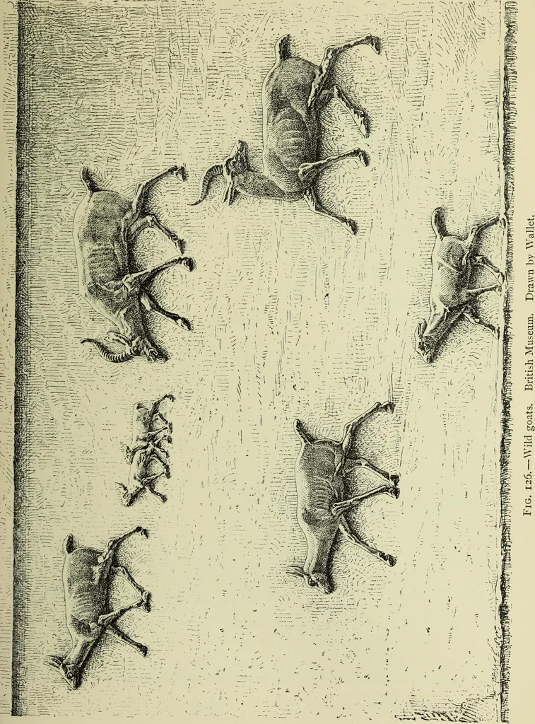 An illustration from History of art in Sardinia, Judaea, Syria, and Asia Minor, 1890, leaf 270