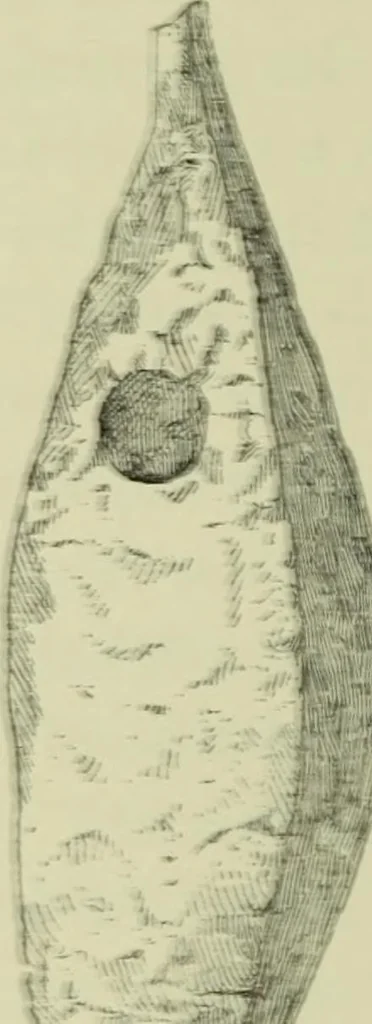 An illustration from History of art in Sardinia, Judaea, Syria, and Asia Minor, 1890, leaf 347