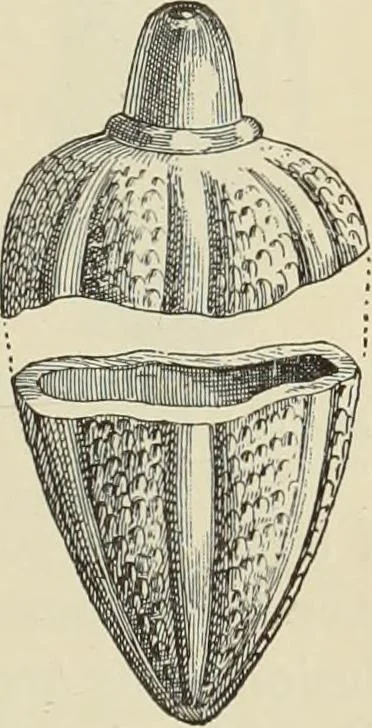 An illustration from History of art in Sardinia, Judaea, Syria, and Asia Minor, 1890, leaf 386