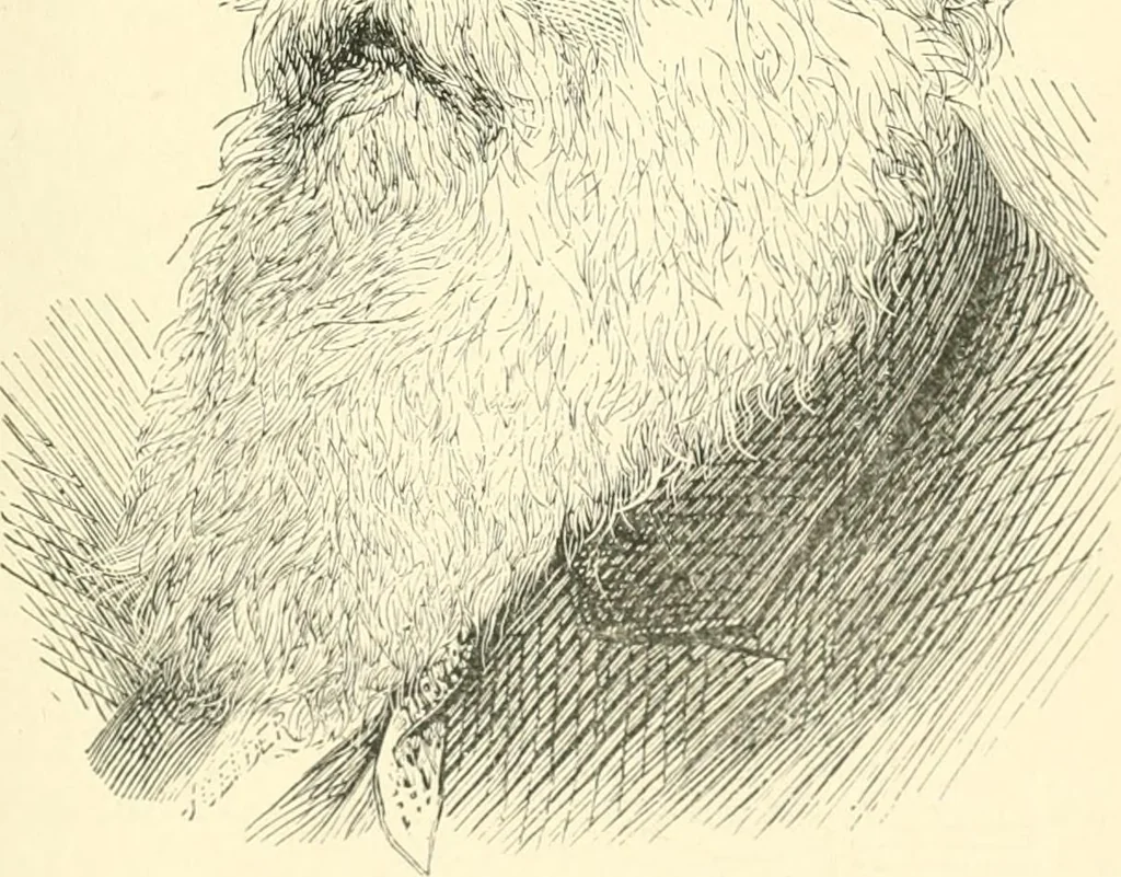 An illustration from The history of Brighouse, Rastrick, and Hipperholme; with monorial notes on Coley, Lightcliffe, Northowram, Shelf, Fixby, Clifton and Kirklees, 1893, leaf 356