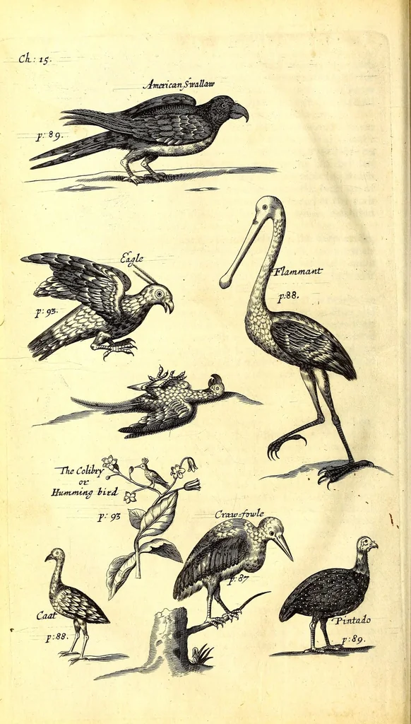An illustration from The history of the Caribby-islands : viz. Barbados, St Christophers, St Vincents, Martinico, Dominico, Barbouthos, Monserrat, Mevis, Antego, &c. in all XXVIII in two books : the first containing the natural; the second, the moral history of those islands : illustrated with several pieces of sculpture, representing the most considerable rarities therein described : with a Caribbian-vocabulary, 1666, leaf 104