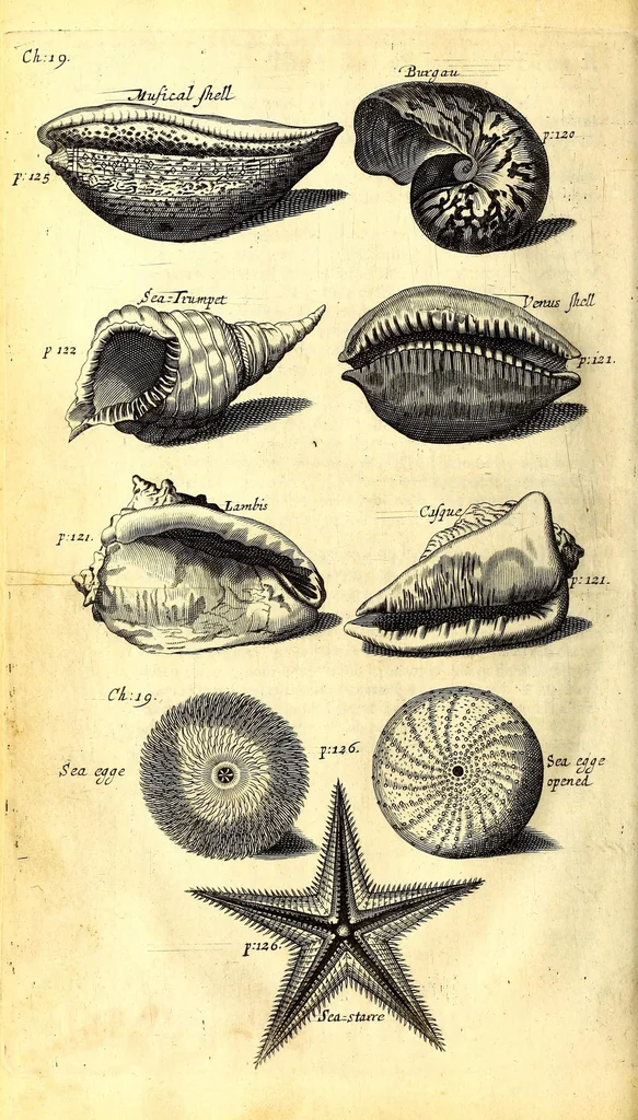 An illustration from The history of the Caribby-islands : viz. Barbados, St Christophers, St Vincents, Martinico, Dominico, Barbouthos, Monserrat, Mevis, Antego, &c. in all XXVIII in two books : the first containing the natural; the second, the moral history of those islands : illustrated with several pieces of sculpture, representing the most considerable rarities therein described : with a Caribbian-vocabulary, 1666, leaf 148