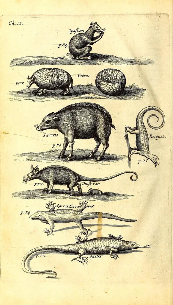 An illustration from The history of the Caribby-islands : viz. Barbados, St Christophers, St Vincents, Martinico, Dominico, Barbouthos, Monserrat, Mevis, Antego, &c. in all XXVIII in two books : the first containing the natural; the second, the moral history of those islands : illustrated with several pieces of sculpture, representing the most considerable rarities therein described : with a Caribbian-vocabulary, 1666, leaf 84