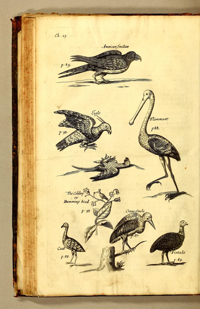An illustration from The history of the Caribby-Islands, : viz. Barbados, St Christophers, St Vincents, Martinico, Dominico, Barbouthos, Monserrat, Mevis [sic], Antego, &c. in all XXVIII. : In two books. The first containing the natural; the second, the moral history of those islands. : Illustrated with several pieces of sculpture, representing the most considerable rarities therein described. : With a Caribbian-vocabulary., 1666, leaf 102