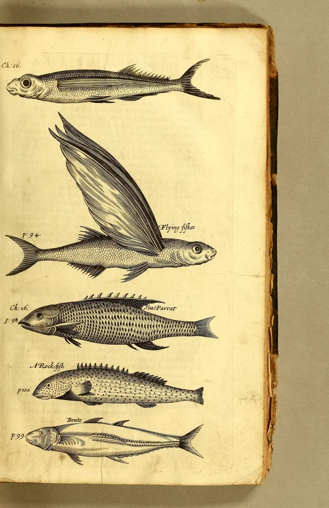 An illustration from The history of the Caribby-Islands, : viz. Barbados, St Christophers, St Vincents, Martinico, Dominico, Barbouthos, Monserrat, Mevis [sic], Antego, &c. in all XXVIII. : In two books. The first containing the natural; the second, the moral history of those islands. : Illustrated with several pieces of sculpture, representing the most considerable rarities therein described. : With a Caribbian-vocabulary., 1666, leaf 117