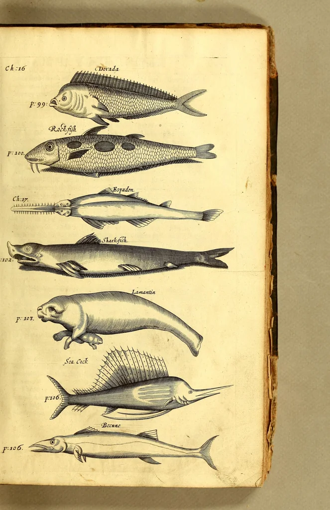 An illustration from The history of the Caribby-Islands, : viz. Barbados, St Christophers, St Vincents, Martinico, Dominico, Barbouthos, Monserrat, Mevis [sic], Antego, &c. in all XXVIII. : In two books. The first containing the natural; the second, the moral history of those islands. : Illustrated with several pieces of sculpture, representing the most considerable rarities therein described. : With a Caribbian-vocabulary., 1666, leaf 121