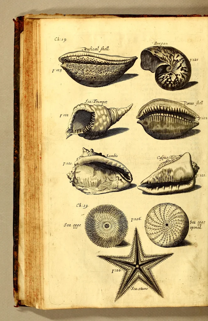 An illustration from The history of the Caribby-Islands, : viz. Barbados, St Christophers, St Vincents, Martinico, Dominico, Barbouthos, Monserrat, Mevis [sic], Antego, &c. in all XXVIII. : In two books. The first containing the natural; the second, the moral history of those islands. : Illustrated with several pieces of sculpture, representing the most considerable rarities therein described. : With a Caribbian-vocabulary., 1666, leaf 148