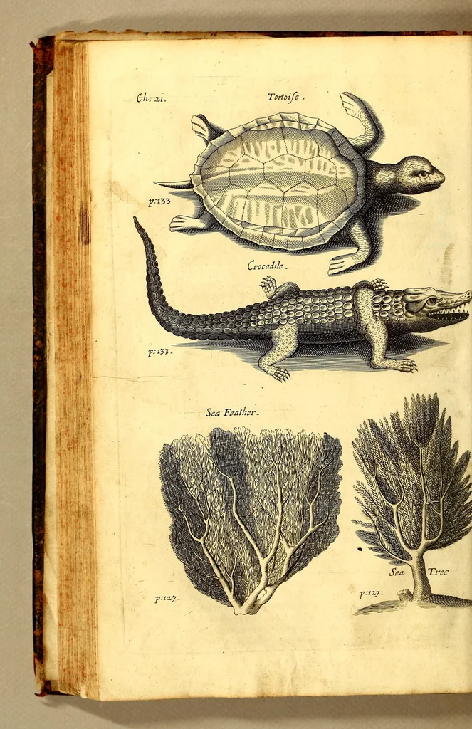An illustration from The history of the Caribby-Islands, : viz. Barbados, St Christophers, St Vincents, Martinico, Dominico, Barbouthos, Monserrat, Mevis [sic], Antego, &c. in all XXVIII. : In two books. The first containing the natural; the second, the moral history of those islands. : Illustrated with several pieces of sculpture, representing the most considerable rarities therein described. : With a Caribbian-vocabulary., 1666, leaf 160