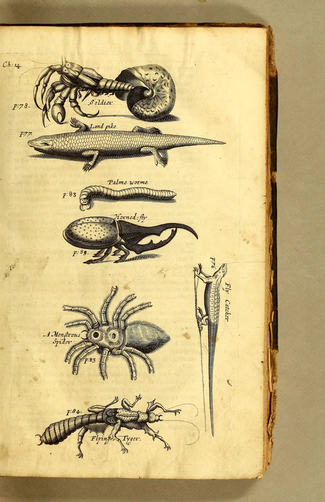 An illustration from The history of the Caribby-Islands, : viz. Barbados, St Christophers, St Vincents, Martinico, Dominico, Barbouthos, Monserrat, Mevis [sic], Antego, &c. in all XXVIII. : In two books. The first containing the natural; the second, the moral history of those islands. : Illustrated with several pieces of sculpture, representing the most considerable rarities therein described. : With a Caribbian-vocabulary., 1666, leaf 93