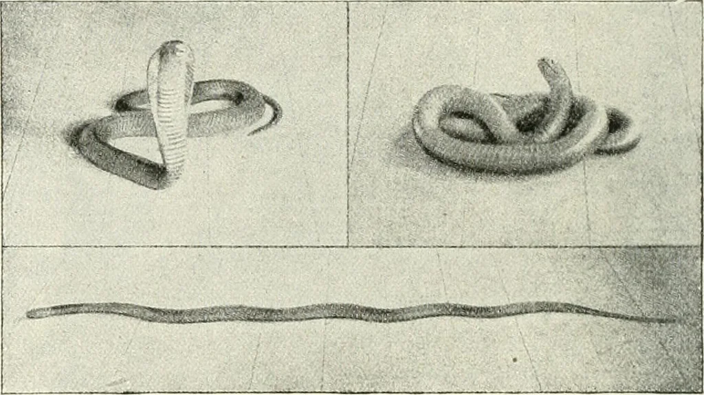 An illustration from The history of the devil and the idea of evil; from the earliest times to the present day, 1899, leaf 283