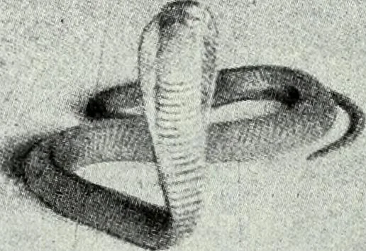 An illustration from The history of the devil and the idea of evil : from the earliest times to the present day, 1900, leaf 285