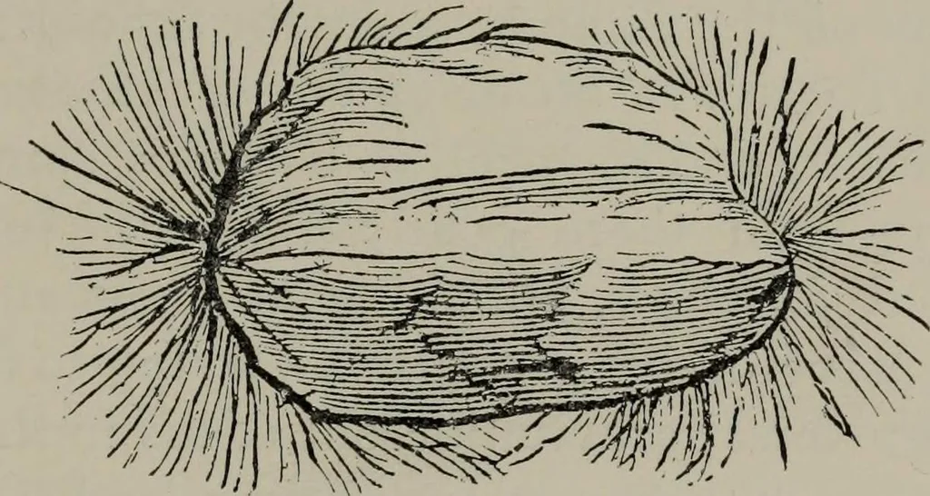 An illustration from A history of electricity : the intellectual rise in electricity from antiquity to the days of Benjamin Franklin, 1898, leaf 358