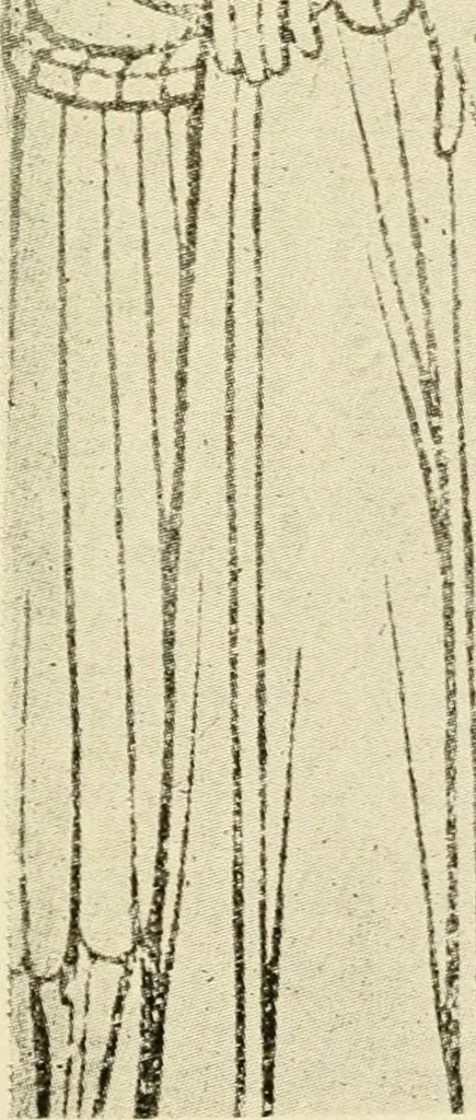 An illustration from The history of engraving from its inception to the time of Thomas Bewick, 1908, leaf 39