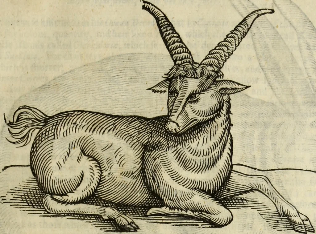 An illustration from The history of four-footed beasts and serpents., 1658, leaf 100