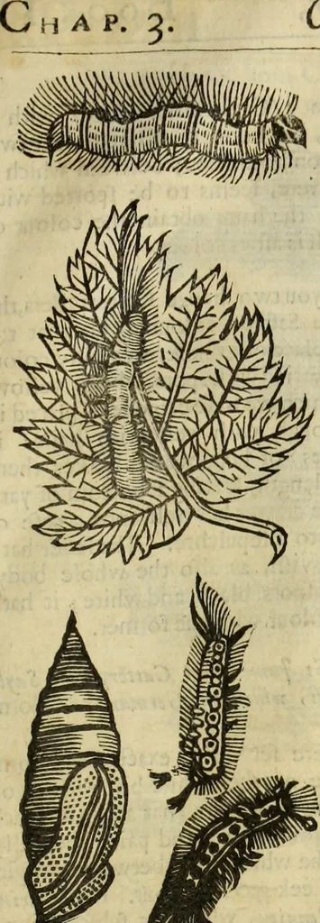An illustration from The history of four-footed beasts and serpents., 1658, leaf 1000