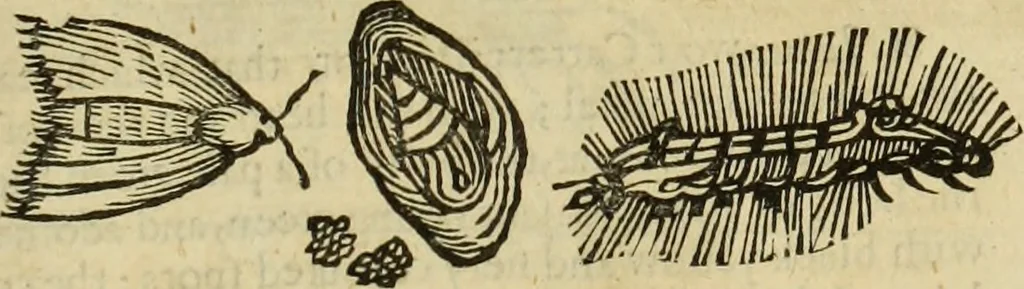 An illustration from The history of four-footed beasts and serpents., 1658, leaf 1000