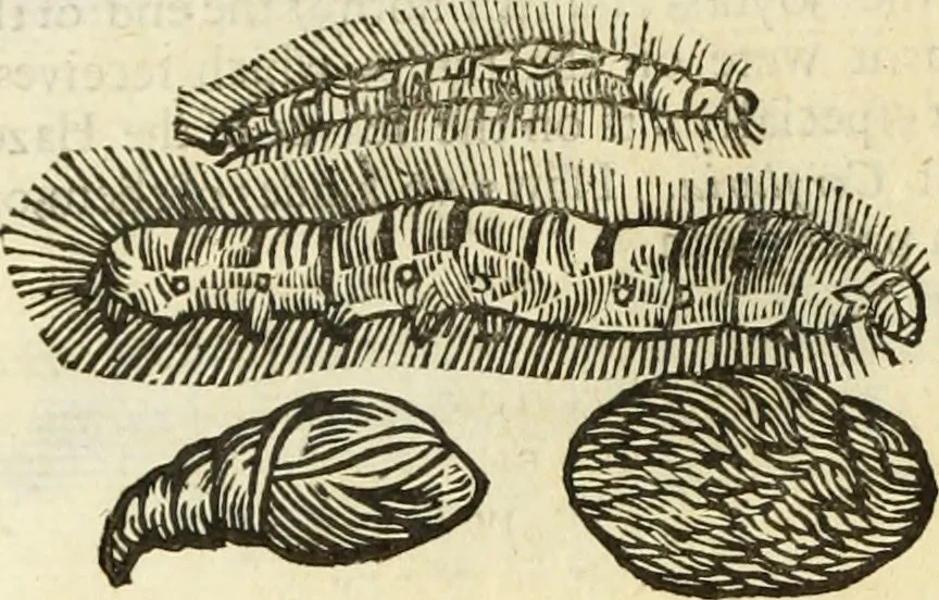 An illustration from The history of four-footed beasts and serpents., 1658, leaf 1001