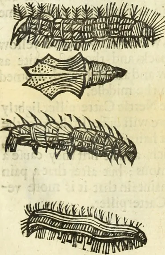 An illustration from The history of four-footed beasts and serpents., 1658, leaf 1001