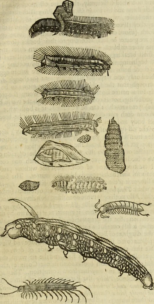 An illustration from The history of four-footed beasts and serpents., 1658, leaf 1002