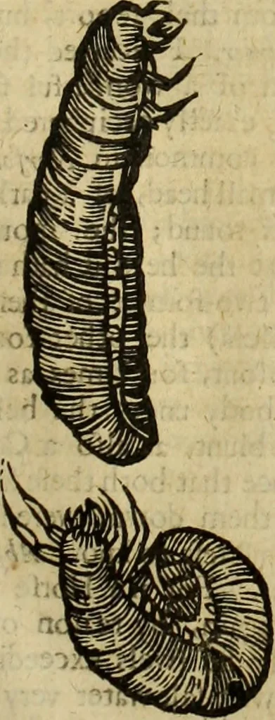 An illustration from The history of four-footed beasts and serpents., 1658, leaf 1006