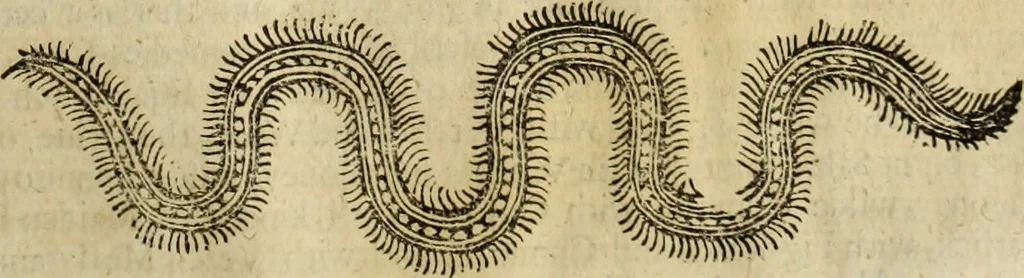 An illustration from The history of four-footed beasts and serpents., 1658, leaf 1008