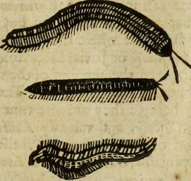 An illustration from The history of four-footed beasts and serpents., 1658, leaf 1010