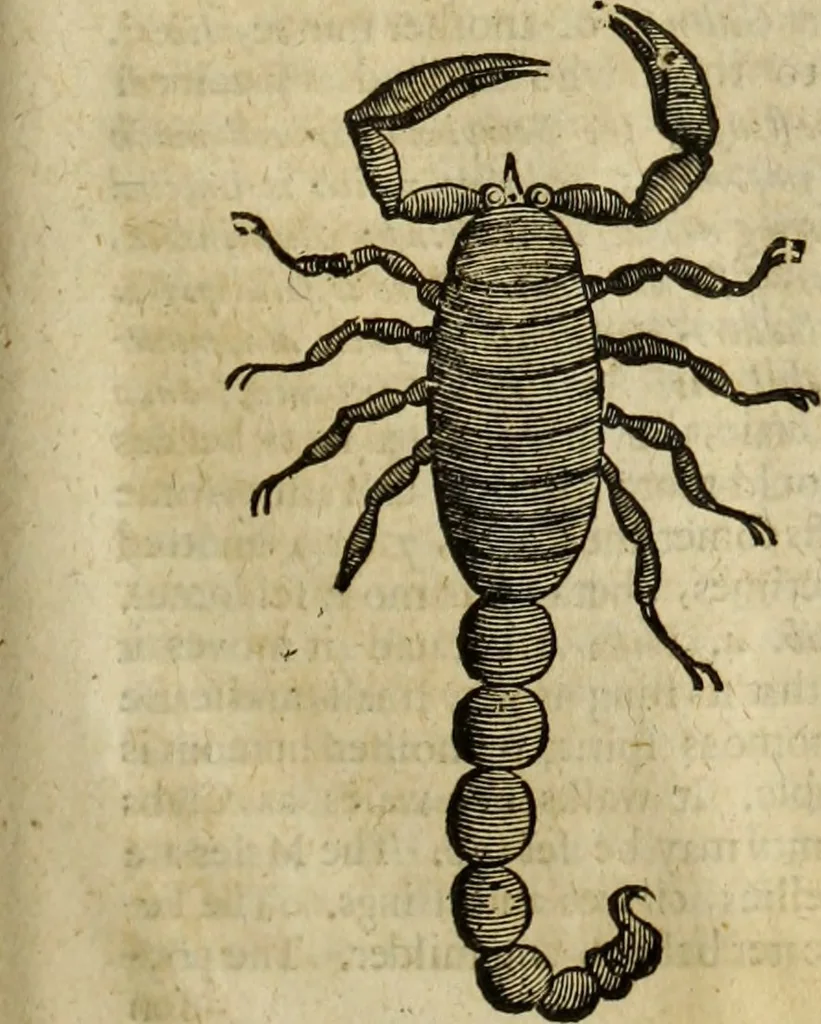 An illustration from The history of four-footed beasts and serpents., 1658, leaf 1012
