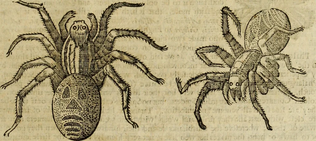 An illustration from The history of four-footed beasts and serpents., 1658, leaf 1022