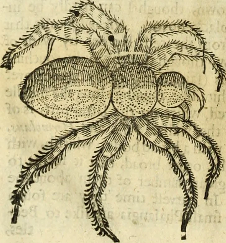 An illustration from The history of four-footed beasts and serpents., 1658, leaf 1023