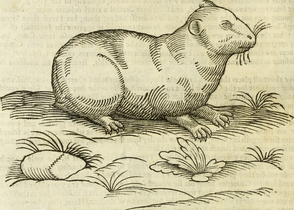 An illustration from The history of four-footed beasts and serpents., 1658, leaf 103