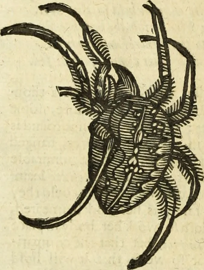 An illustration from The history of four-footed beasts and serpents., 1658, leaf 1033