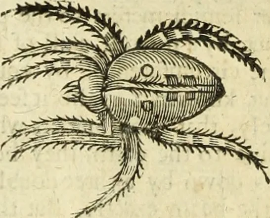 An illustration from The history of four-footed beasts and serpents., 1658, leaf 1033